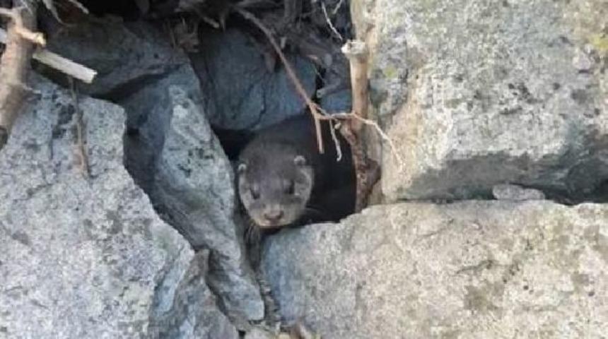 Bursa&rsquo;Nın Su Samurları Fotokapanla G&ouml;r&uuml;nt&uuml;lendi