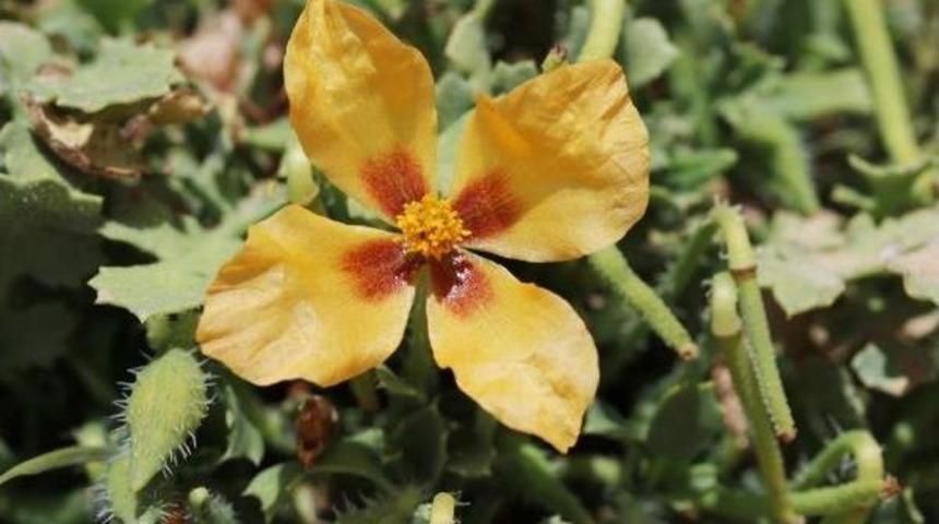 Alakır'da Yeni Bir Gelincik T&uuml;r&uuml;