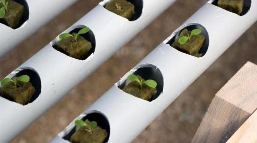 Kaya Y&uuml;n&uuml; I&ccedil;inde Salatalık Ve Marul &Uuml;retimi