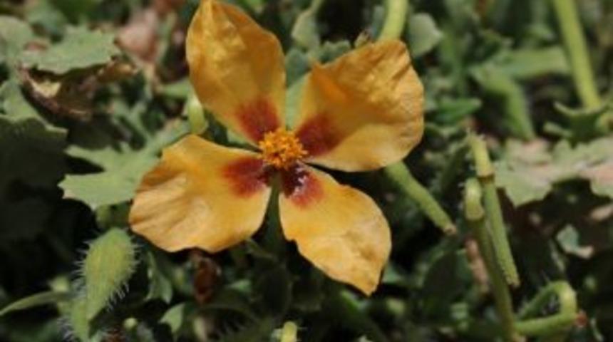 Alakır Vadisi&rsquo;nde Yeni Bir Bitki T&uuml;r&uuml; Bulundu