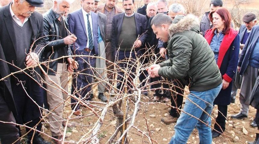 Bağ Yetiştiricilerine Bağ Budama Eğitimi Verildi