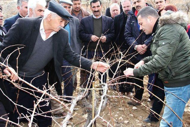 Bağ Yetiştiricilerine Bağ Budama Eğitimi Verildi