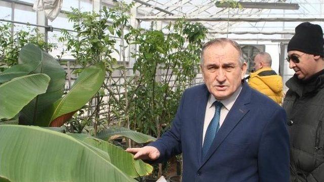 Bolu Belediyesine Ait Seralarda Tropikal Meyveler Üretiliyor