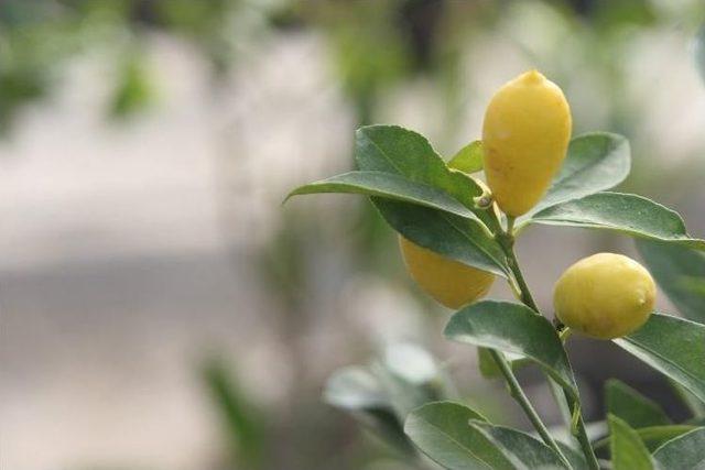 Bolu Belediyesine Ait Seralarda Tropikal Meyveler Üretiliyor