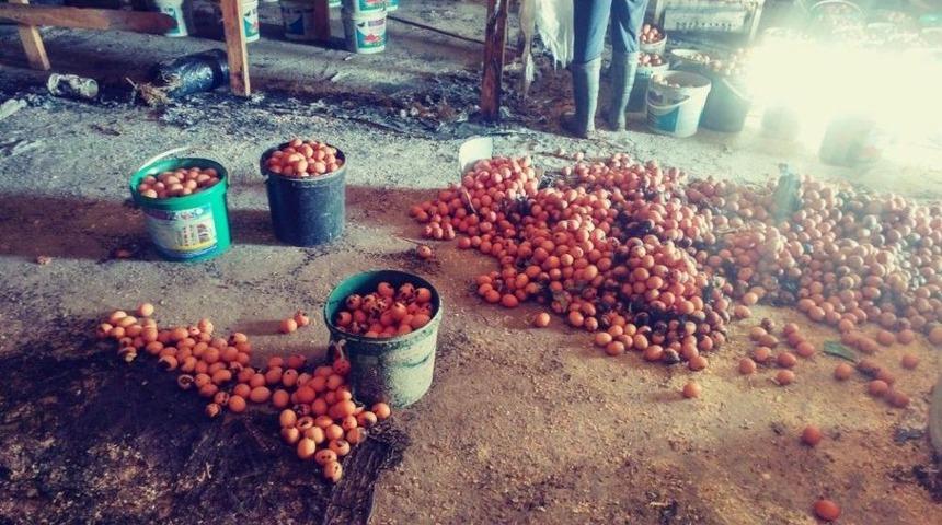 &Ccedil;iftlikte &Ccedil;ıkan Yangında Binlerce Yumurta K&uuml;l Oldu