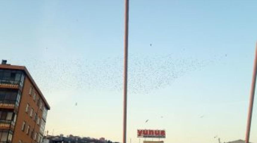 Sığırcıkların G&ouml;ky&uuml;z&uuml; Dansı İzmitlileri Hayran Bıraktı