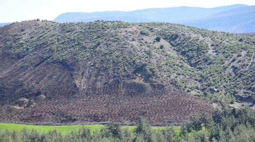 Kilis&rsquo;te Yanan Orman Alanı Yeniden Ağa&ccedil;landırılıyor