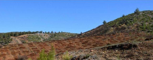 Kilis’te Yanan Orman Alanı Yeniden Ağaçlandırılıyor
