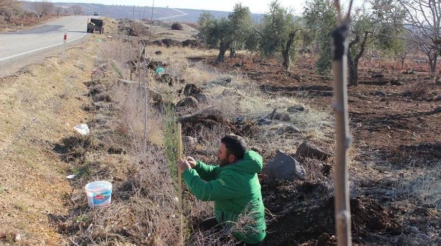 Kilis’te Karayolları Ağaçlandırılıyor