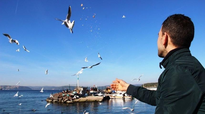 &Ccedil;anakkale&rsquo;de Martı Besleme Etkinliği