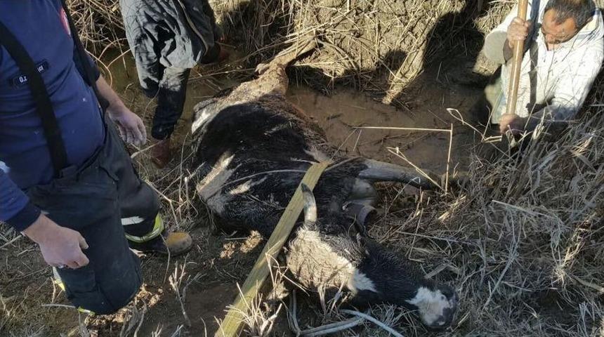 &Ccedil;amura Saplanan İnek 2 Saatlik &Ccedil;alışmayla Kurtarıldı
