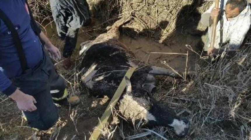 &Ccedil;amura Saplanan Ineği Itfaiye Kurtardı