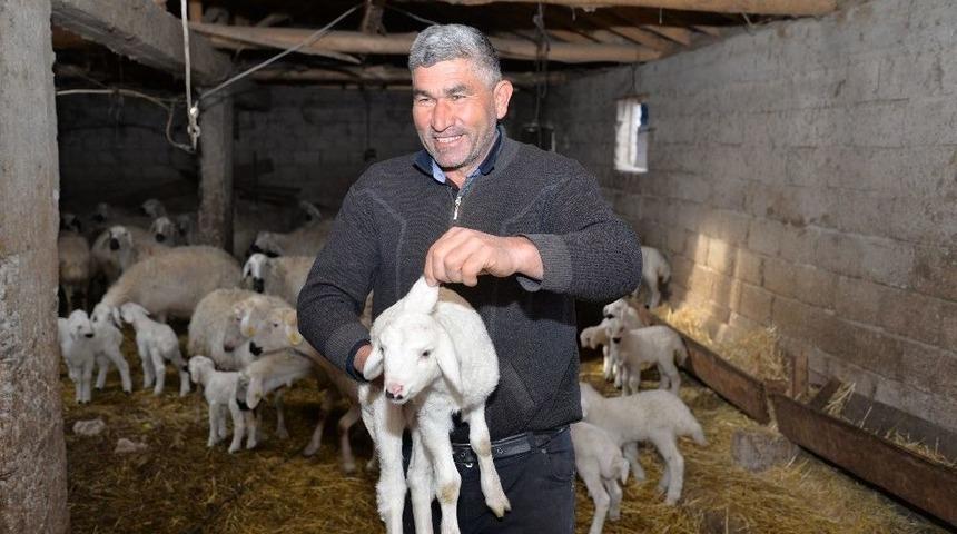 3 Kulaklı Kuzu G&ouml;renleri Şaşırtıyor