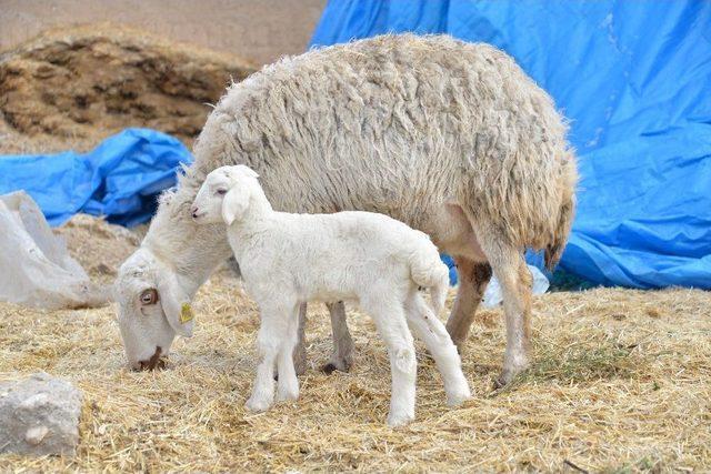 3 Kulaklı Kuzu Görenleri Şaşırtıyor