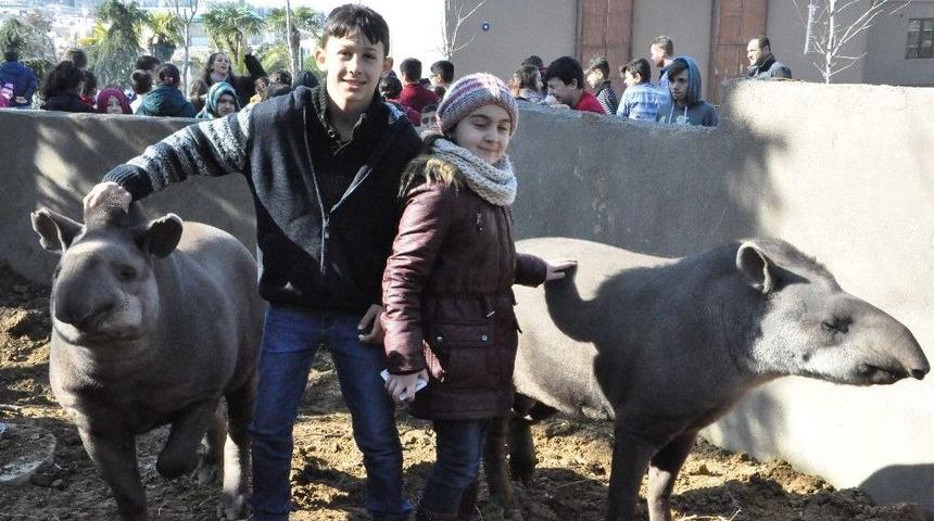 (&ouml;zel Haber) Temel İsimli Tapir 7. Yaşını &Ccedil;ocuklarla Birlikte Kutladı