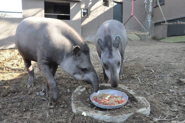 (özel Haber) Temel İsimli Tapir 7. Yaşını Çocuklarla Birlikte Kutladı