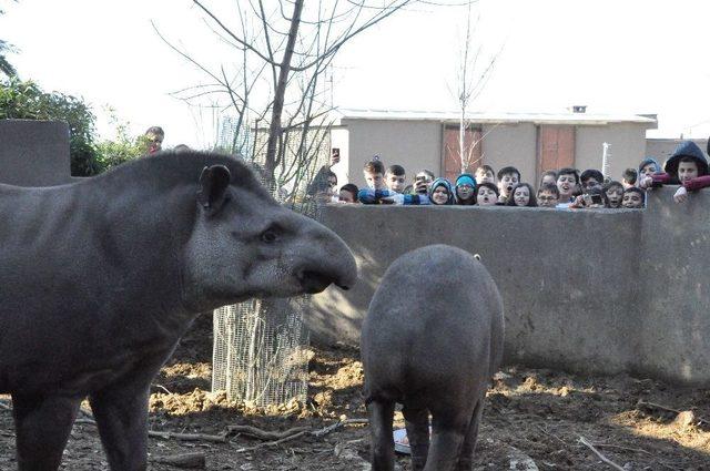 (özel Haber) Temel İsimli Tapir 7. Yaşını Çocuklarla Birlikte Kutladı