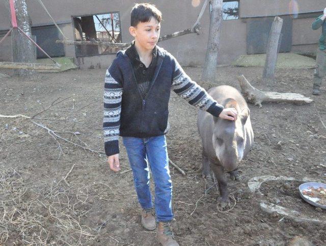 (özel Haber) Temel İsimli Tapir 7. Yaşını Çocuklarla Birlikte Kutladı