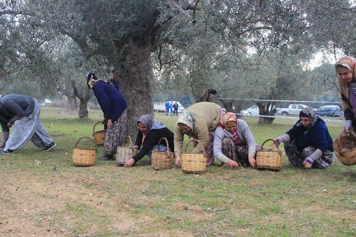 İşçiler Kahya Ve Karısını Ağaca Bağladı G3