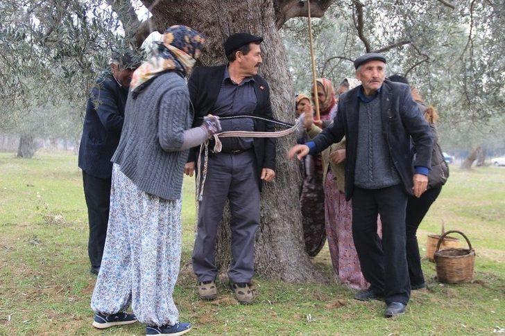 İşçiler Kahya Ve Karısını Ağaca Bağladı G5