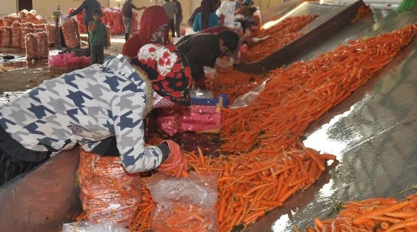 Havuç, Üreticisini Güldürdü