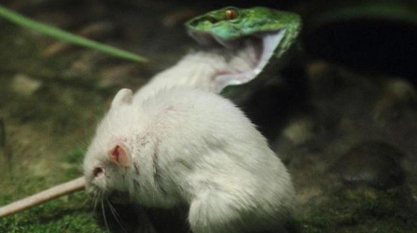 Cesur Fare yılana saldırdı ama!..