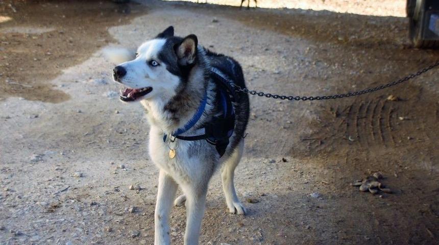 Kayıp K&ouml;pek İce 14 G&uuml;n Sonra Bulundu