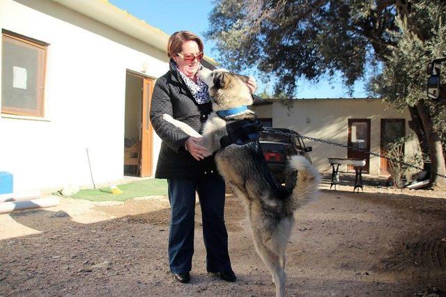 Kayıp K&ouml;pek İce 14 G&uuml;n Sonra Bulundu 2