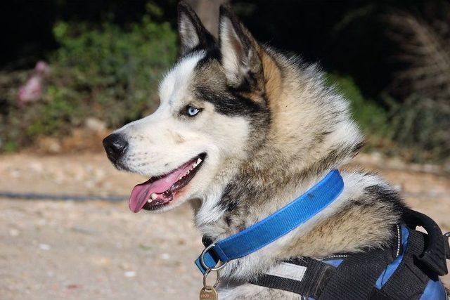 Kayıp K&ouml;pek İce 14 G&uuml;n Sonra Bulundu 3