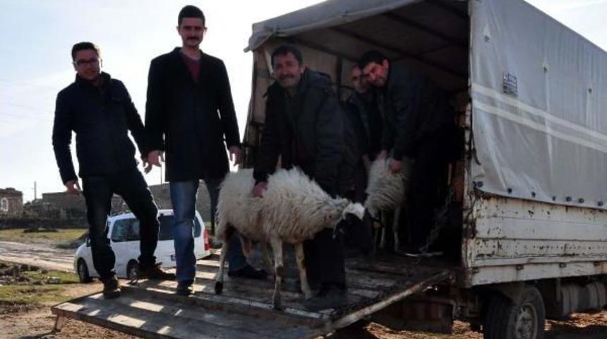 Ayvacık'ta Depremde Hayvanı Telef Olanlara Yenileri Verildi