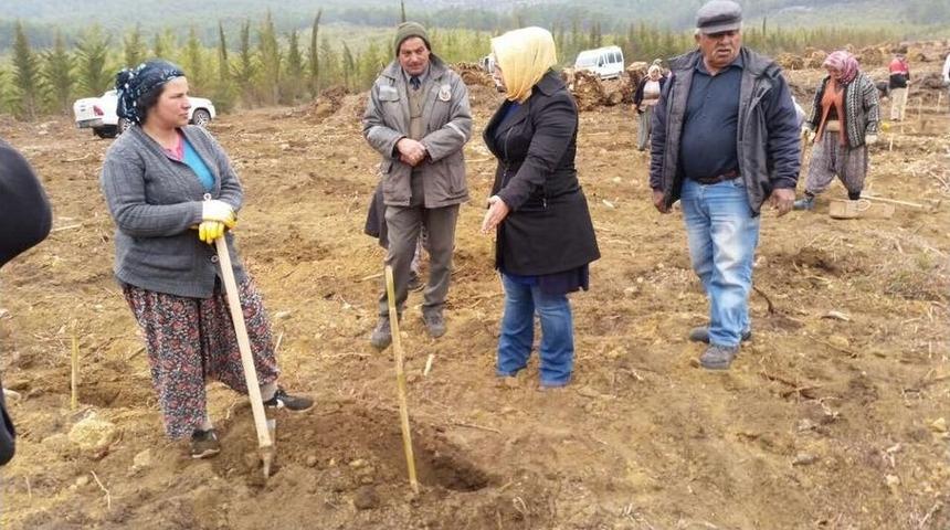 Bayatbademlerinde 32 Bin Kızıl&ccedil;am Toprakla Buluştu