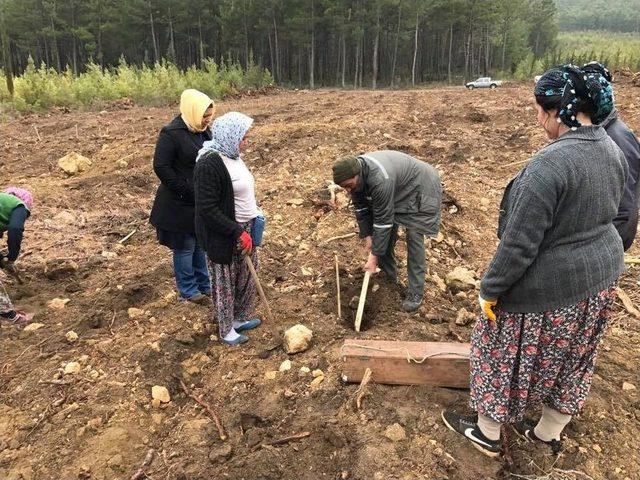 Bayatbademlerinde 32 Bin Kızıl&ccedil;am Toprakla Buluştu 1