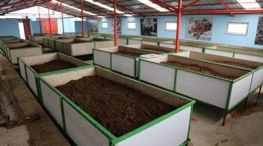 Solucan &Uuml;retimini K&ouml;m&uuml;rl&uuml;kten Bin 300 Metrekarelik Tesise Taşıdı