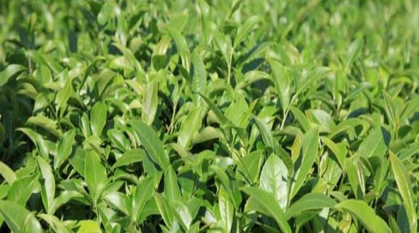 Karadeniz &ccedil;ayının hi&ccedil; bilinmeyen &ouml;zelliği