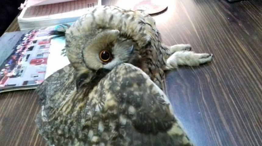 Mahsur Kalan Baykuş Kurtarıldı