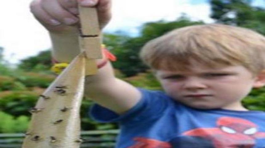 Sinek istilası dehşeti