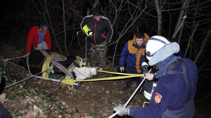 70 Metrelik U&ccedil;uruma Yuvarlanan Buzağı 4 Saatte Kurtarıldı