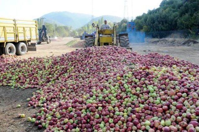 T&uuml;rkiye de Yılda 500 Bin Ton Elma &Ccedil;&ouml;pe Gidiyor 1