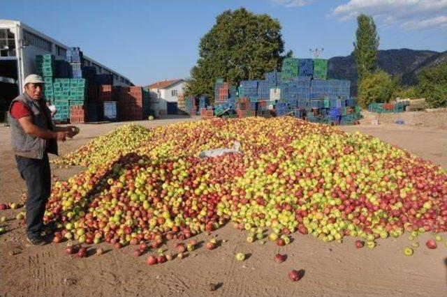 Türkiye'de Yılda 500 Bin Ton Elma Çöpe Gidiyor