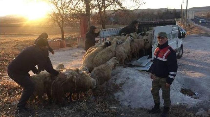 Elazığ&rsquo;Da &Ccedil;alınan 40 Koyun Diyarbakır&rsquo;Da Bulundu