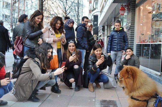 Romanyalı Kız Kardeşlerin Müziklerinden Çok Köpekleri Beks İlgi Görüyor