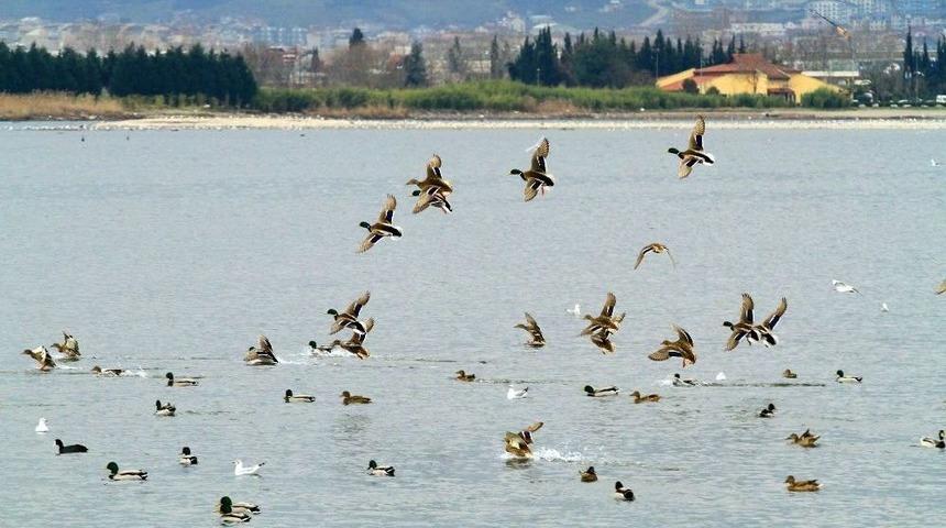 İzmit K&ouml;rfezi Kuş Cenneti Haline Geliyor