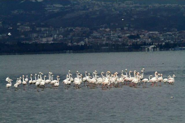 İzmit Körfezi Kuş Cenneti Haline Geliyor