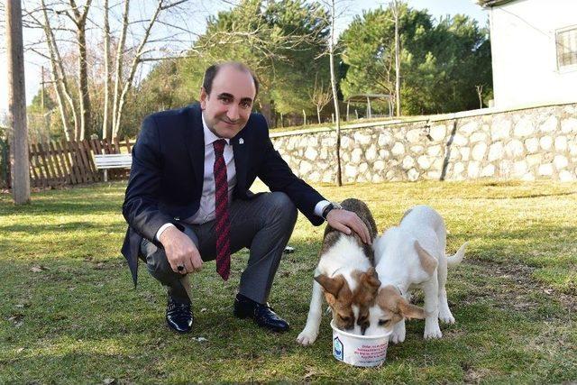 Hayvan Bakım Evi Ve Tedavi Merkezi’nin Kapasitesi Yüzde 75 Arttırıldı