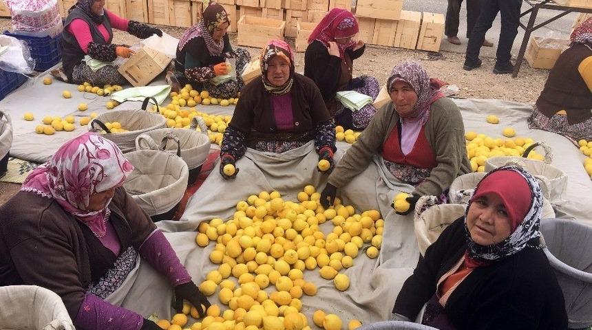 Mersin&rsquo;de Limon Hasadı S&uuml;r&uuml;yor