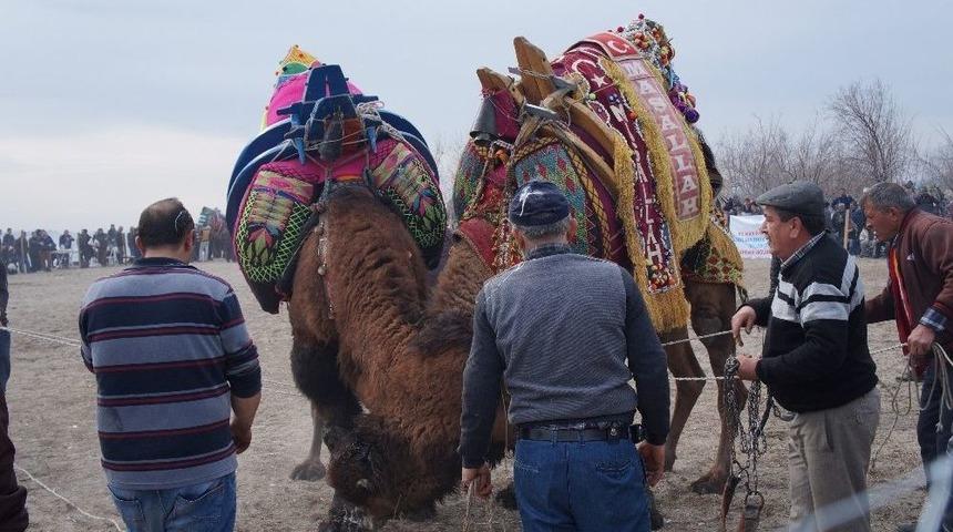 &Ccedil;ardak Kum Adasında Deve G&uuml;reşleri Yapıldı