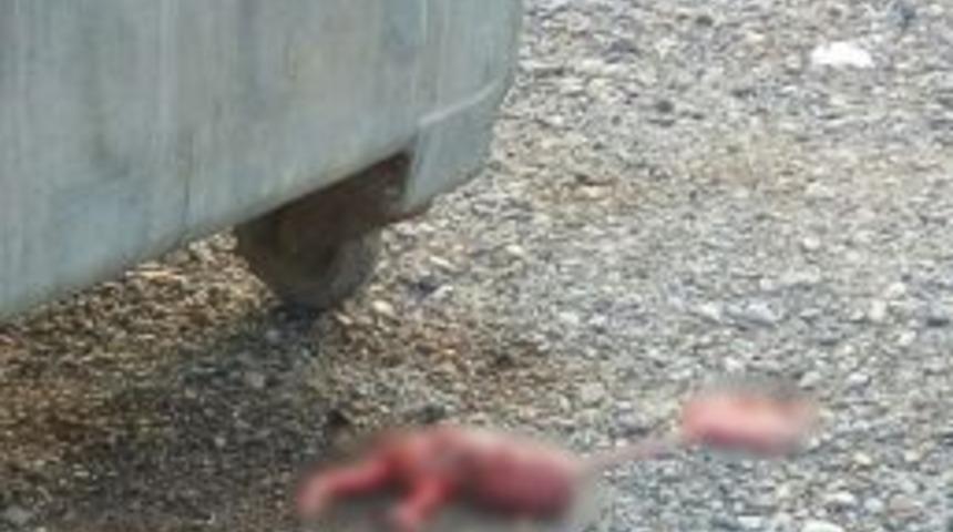 İzmir’de Çöp Konteynerinde Cenin Bulundu