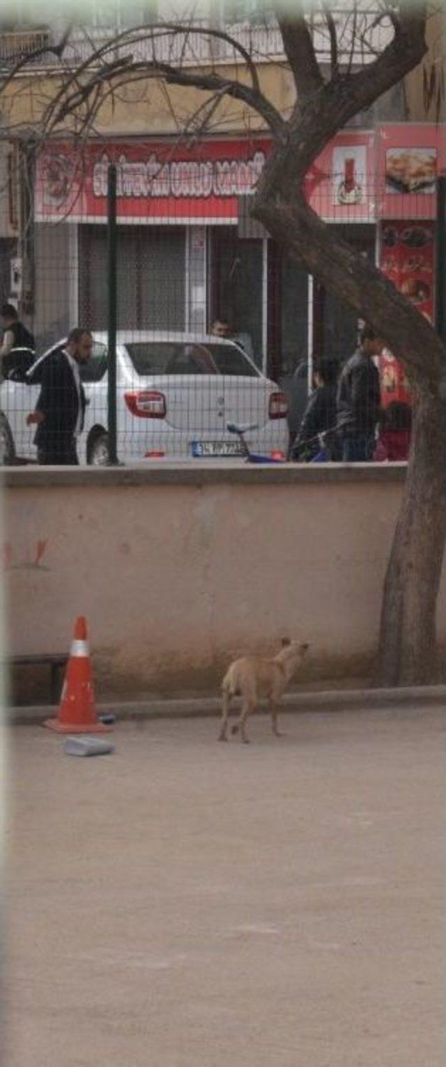 (özel Haber ) Bursa’da 5 Çocuk Pitbull Korkusu Yüzünden Okulun Balkonuna Tırmandı