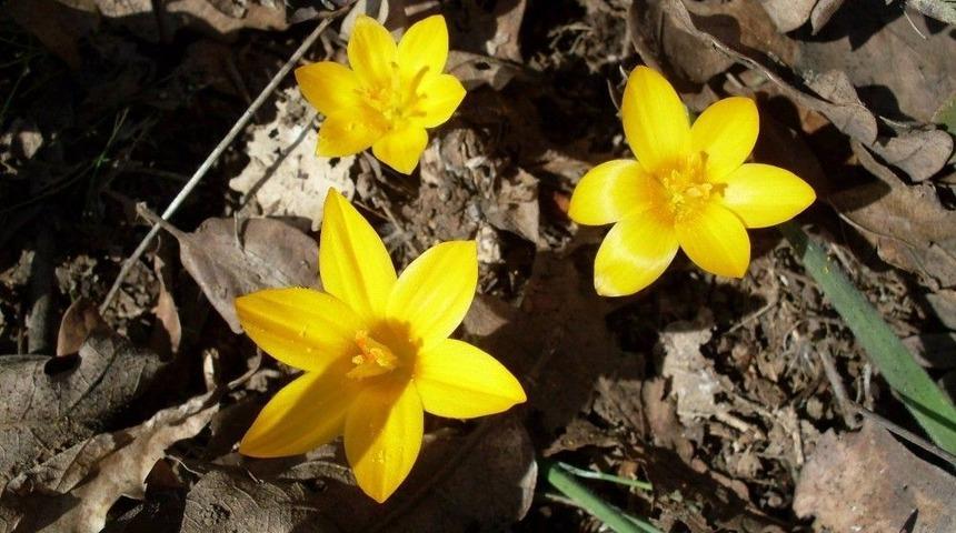 Cemre D&uuml;şt&uuml;, Doğa Renklendi