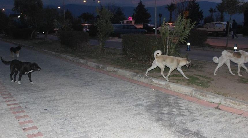 &Uuml;niversite Hastanesinin Bah&ccedil;esi K&ouml;pek Barınağına D&ouml;nd&uuml;